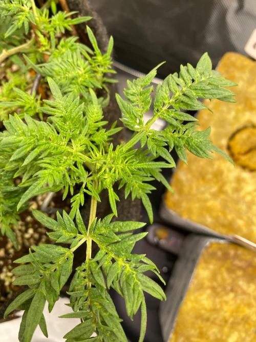Frostys purple Freak cut. Week 6