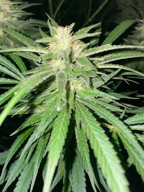 Perma Outdoor. Week 27