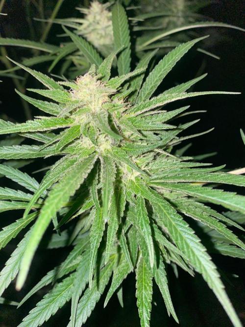 Perma Outdoor. Week 27