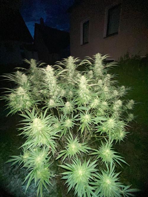Perma Outdoor. Week 27