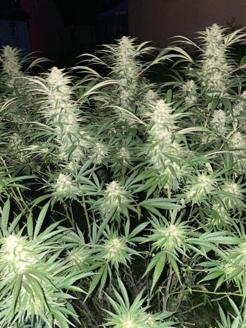 Perma Outdoor. Week 27