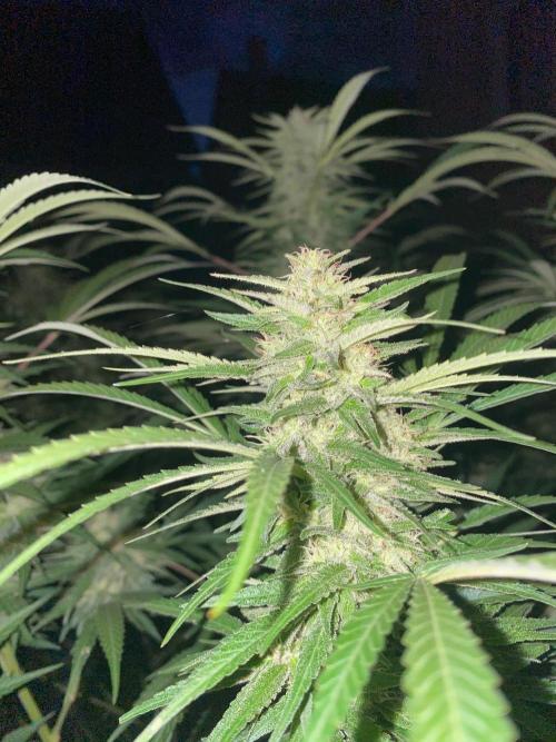 Perma Outdoor. Week 27