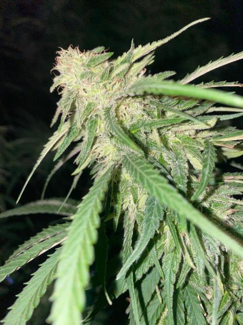 Chimera cut. Week 26