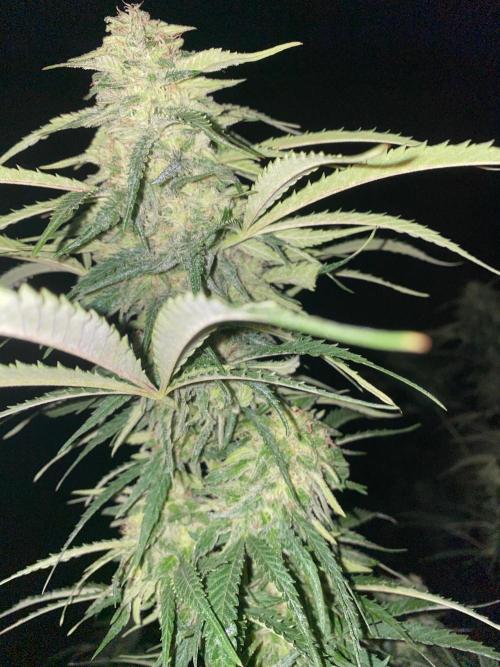 Chimera cut. Week 26