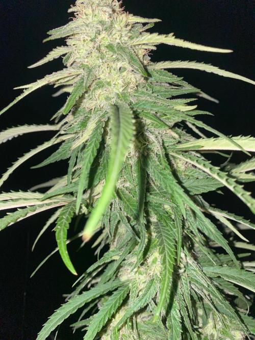 Chimera cut. Week 26