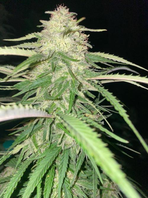Chimera cut. Week 26
