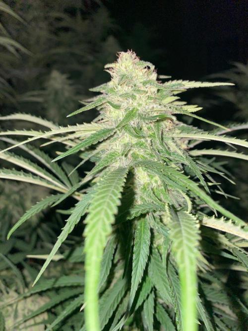 Chimera cut. Week 26