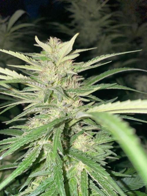 Chimera cut. Week 26