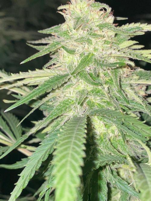 Chimera cut. Week 26