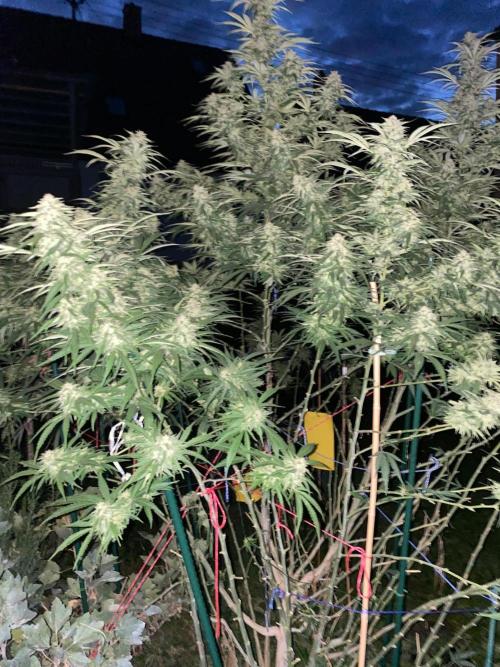 Chimera cut. Week 26