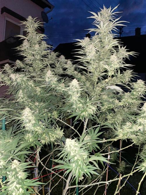 Chimera cut. Week 26