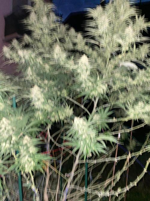 Chimera cut. Week 26