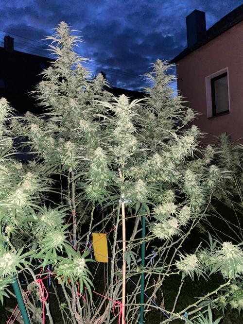 Chimera Cut. Week 26