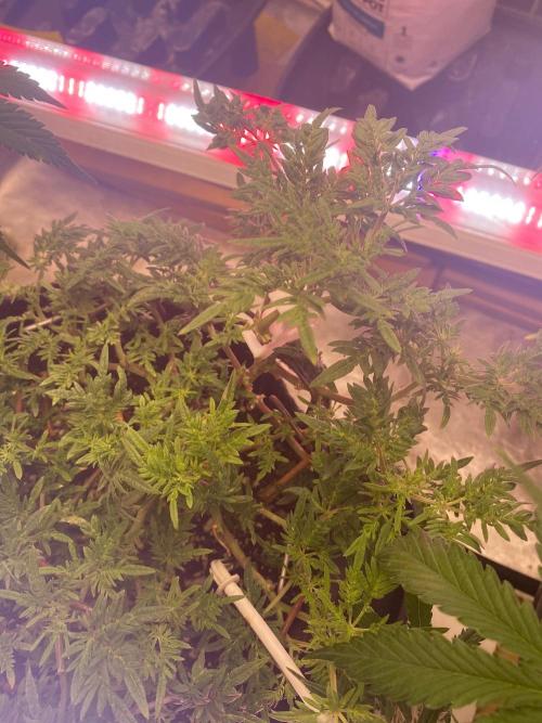 Frostys purple Freak cut. Week 7