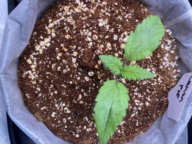 Lemon 🥧. Week 2 - P1 grow