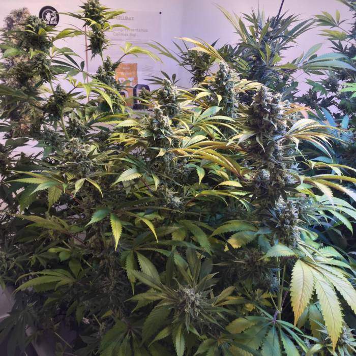 ILGM Girl Scout Cookies Extreme grow diary (journal) week1 by ItsAneesh