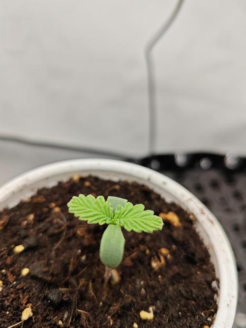 Cherry Cola Auto AC Infinity AI+. Week 0 - Den 4