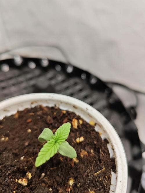 Cherry Cola Auto AC Infinity AI+. Week 0 - Den 4