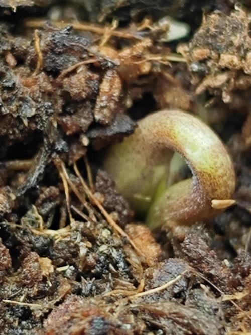 Cherry Cola Auto AC Infinity AI+. Week 0 - Den 0