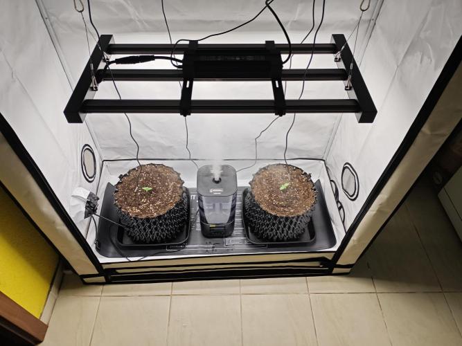 Cherry Cola Auto AC Infinity AI+. Week 1