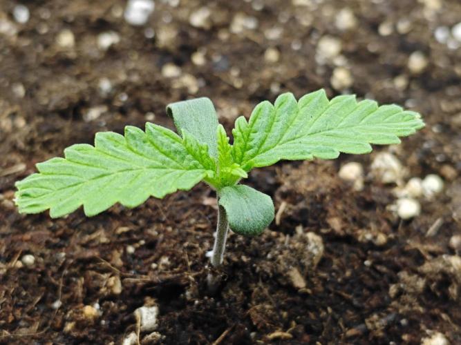 Cherry Cola Auto AC Infinity AI+. Week 1 - Den 6 pravá