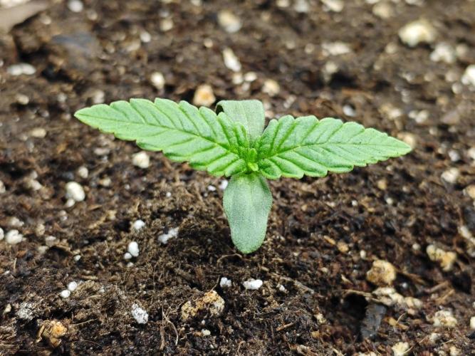 Cherry Cola Auto AC Infinity AI+. Week 1 - Den 6 levá