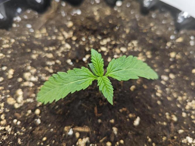 Cherry Cola Auto AC Infinity AI+. Week 1 - Den 8 pravá