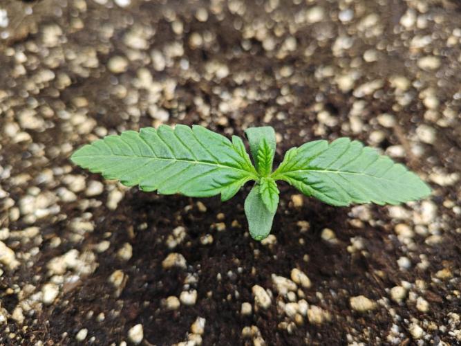 Cherry Cola Auto AC Infinity AI+. Week 1 - Den 8 levá