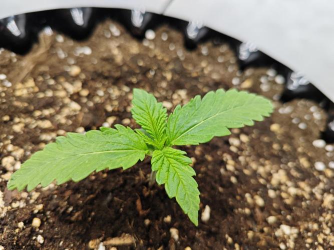 Cherry Cola Auto AC Infinity AI+. Week 1 - Den 9 pravá