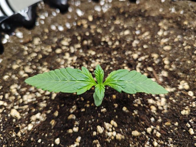 Cherry Cola Auto AC Infinity AI+. Week 1 - Den 9 levá