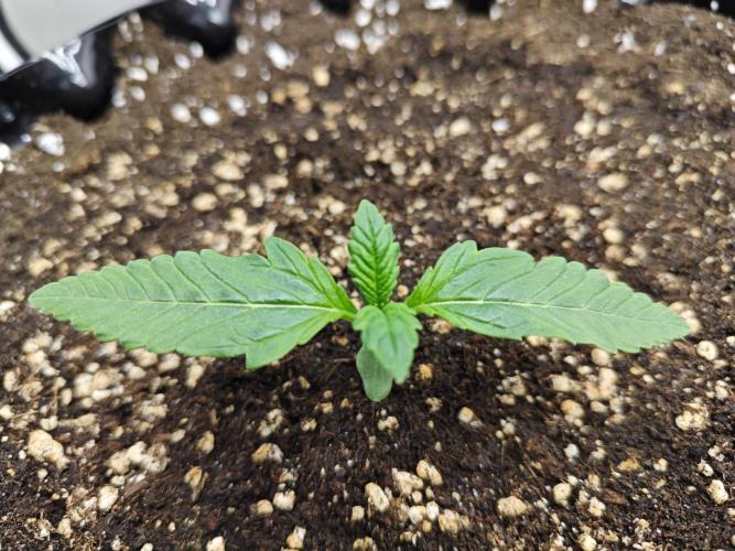 Cherry Cola Auto AC Infinity AI+. Week 1 - Den 10 levá