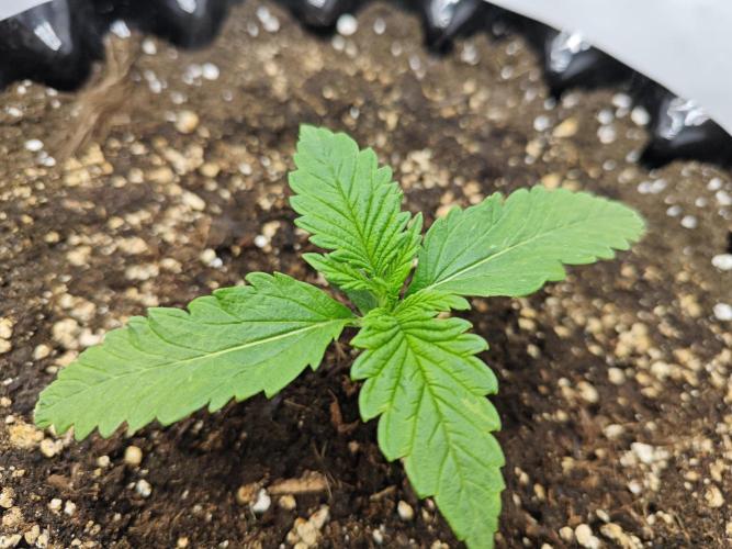 Cherry Cola Auto AC Infinity AI+. Week 1 - Den 10 pravá