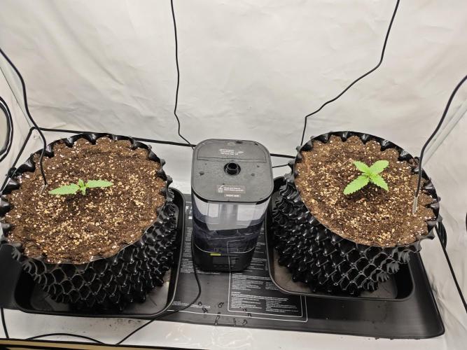 Cherry Cola Auto AC Infinity AI+. Week 1