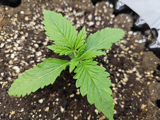 Cherry Cola Auto AC Infinity AI+. Week 1 - Den 11 pravá