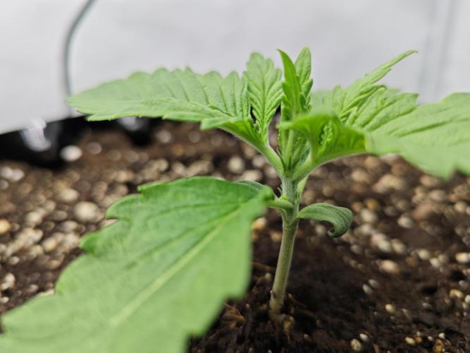 Cherry Cola Auto AC Infinity AI+. Week 1 - Den 11 pravá 