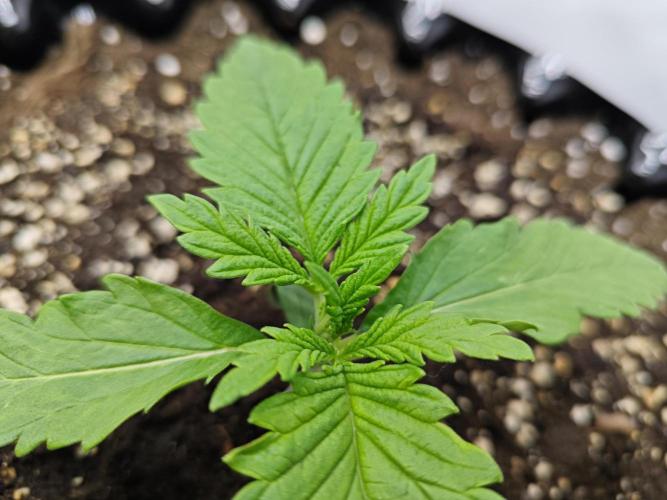 Cherry Cola Auto AC Infinity AI+. Week 1 - Den 11 pravá 