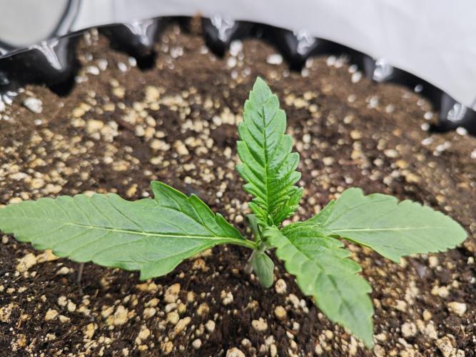 Cherry Cola Auto AC Infinity AI+. Week 1 - Den 12 levá