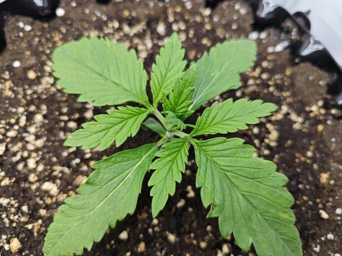 Cherry Cola Auto AC Infinity AI+. Week 1 - Den 12 pravá