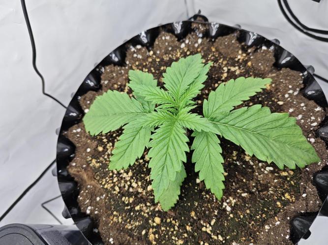 Cherry Cola Auto AC Infinity AI+. Week 2 - Den 14 pravá