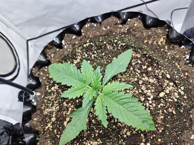 Cherry Cola Auto AC Infinity AI+. Week 2 - Den 14 levá