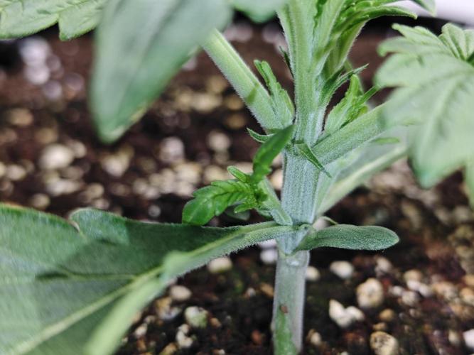 Cherry Cola Auto AC Infinity AI+. Week 2 - Den 15 levá