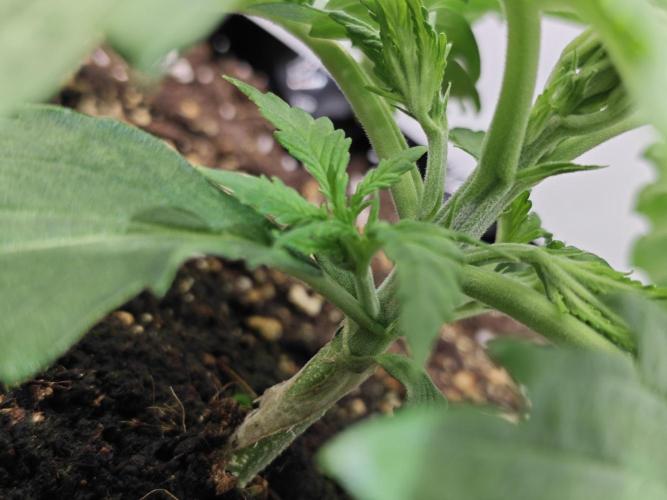 Cherry Cola Auto AC Infinity AI+. Week 2 - Den 16 pravá před topnutím 