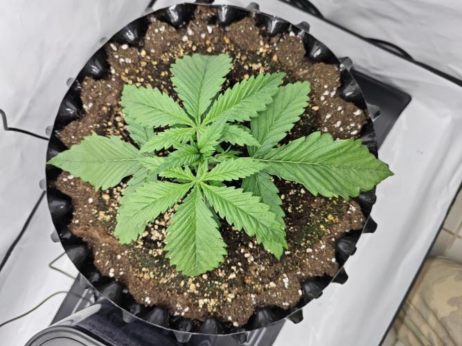 Cherry Cola Auto AC Infinity AI+. Week 2 - Den 16 pravá před topnutím 