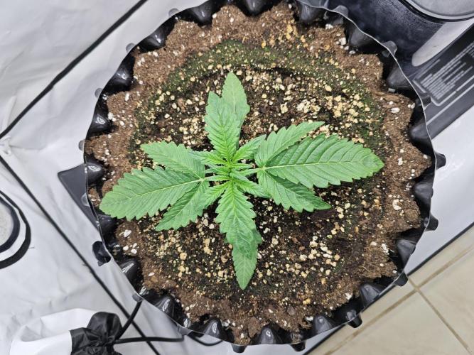 Cherry Cola Auto AC Infinity AI+. Week 2 - Den 16 levá před topnutím 