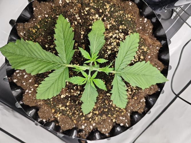 Cherry Cola Auto AC Infinity AI+. Week 2 - Den 16 pravá po topnutí