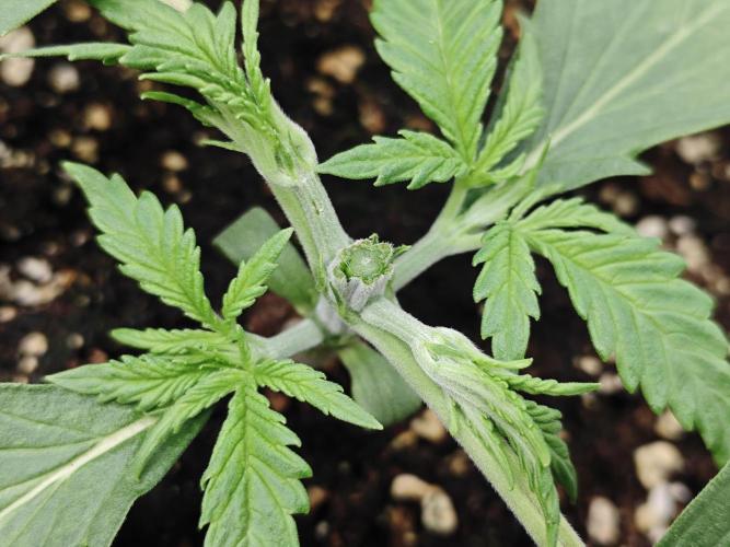 Cherry Cola Auto AC Infinity AI+. Week 2 - Den 16 pravá po topnutí