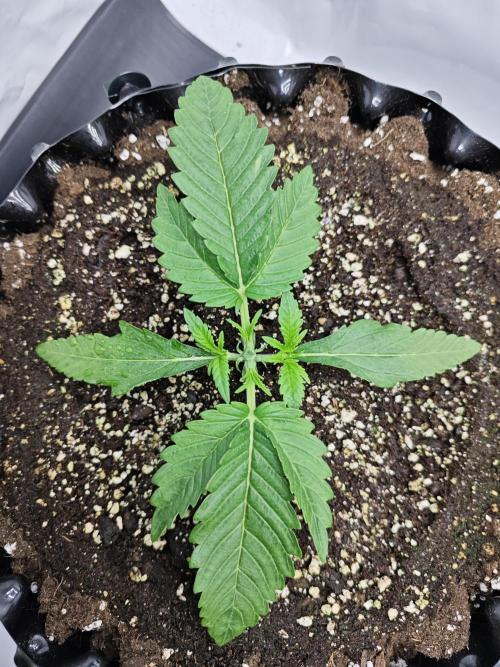 Cherry Cola Auto AC Infinity AI+. Week 2 - Den 16 levá po topnutí