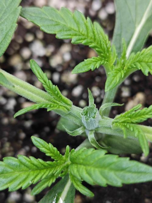 Cherry Cola Auto AC Infinity AI+. Week 2 - Den 16 levá po topnutí