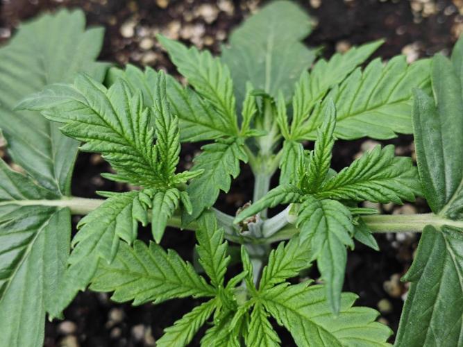 Cherry Cola Auto AC Infinity AI+. Week 2 - Den 17 pravá 26 hodin po topnutí