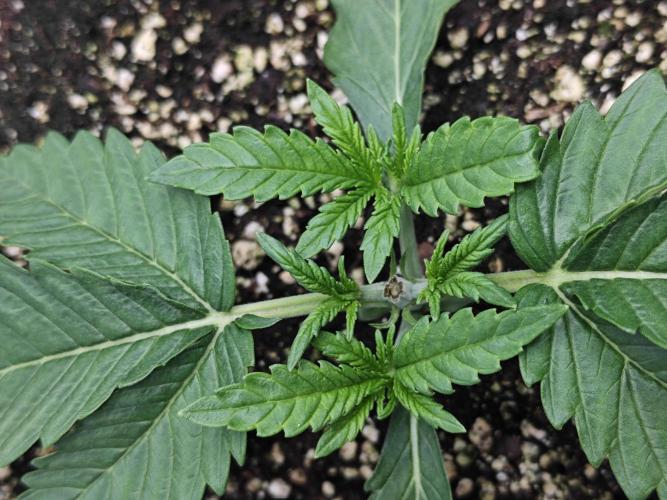 Cherry Cola Auto AC Infinity AI+. Week 2 - Den 17 levá 24 hodin po topnutí